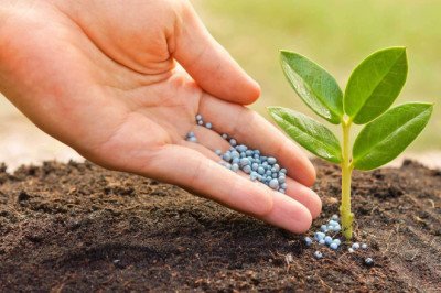 Chelated-Iron Agricultural Micronutrient and Soil Health: Enhancing Nutrient Uptake and Fertility