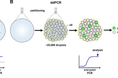 How Digital PCR and Real-time PCR (qPCR) are Advancing Cancer Research