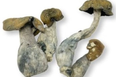 MAKILLA GORILLA MAGIC MUSHROOMS $25.00