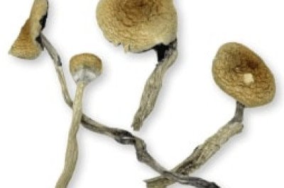 ZILLA MAGIC MUSHROOMS $25.00