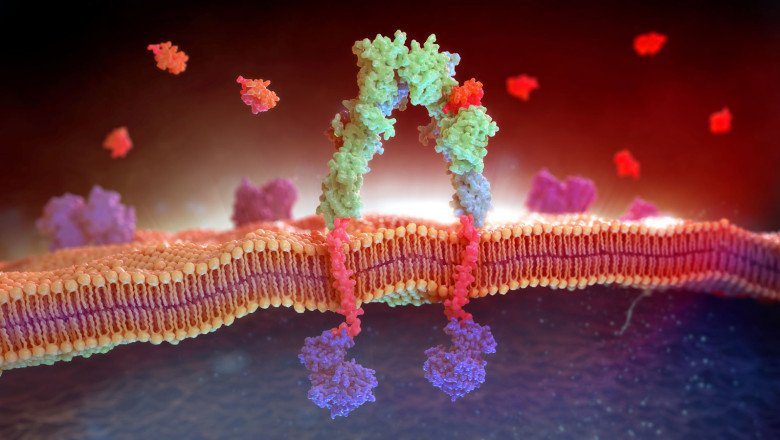 The Role of Medical Membranes in Wound Healing and Tissue Regeneration