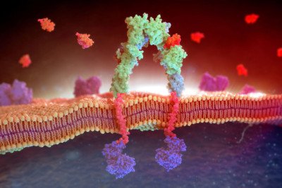 The Role of Medical Membranes in Wound Healing and Tissue Regeneration